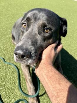 Shepherd and Mixed Breed Dogs Available for Adoption in Wichita, Kansas - Mr. Shadow | PetCurious