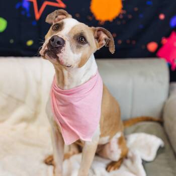 Rescue Pit Bull Terrier Dogs for Adoption in East St. Louis, Illinois - Splotch (Sponsored) | PetCurious