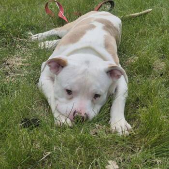 Pit Bull Terrier and Mixed Breed Dogs Available for Adoption in Boone, Iowa - Sharky | PetCurious