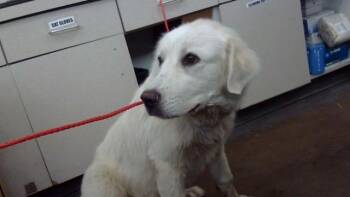 FAITH -  Mixed Breed Dog for Adoption in Dallas, Texas - FAITH | PetCurious