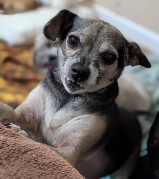 Rescue Chihuahua Dogs for Adoption in Kingsburg, California - Dimetri | PetCurious