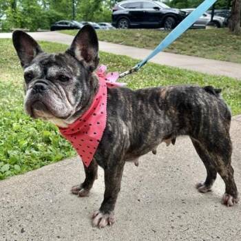 Dulce -  French Bulldog and Mixed Breed Dog for Adoption in New Hope, Pennsylvania - Dulce | PetCurious