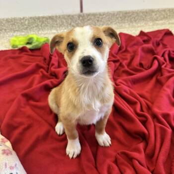 Honey Crisp 53279 -  Cattle Dog and Mixed Breed Dog for Adoption in Las Vegas, Nevada - Honey Crisp 53279 | PetCurious