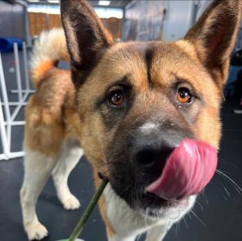 Rescue Akita Dogs for Adoption in Chicago, Illinois - Loki | PetCurious