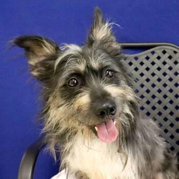 Terrier Dogs Available for Adoption in Midland, Texas - Major | PetCurious