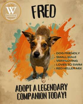 Fred -  Australian Cattle Dog Blue Heeler Dog Available for Adoption in Watauga, Texas - Fred | PetCurious