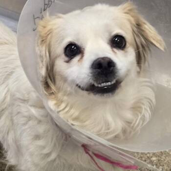 Pumpkin Spice -  Mixed Breed Dog for Adoption in Sonoma, California - Pumpkin Spice | PetCurious