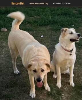 Rescue Akita and Great Pyrenees Dogs for Adoption in Pottstown, Pennsylvania - Indie & Bear | PetCurious