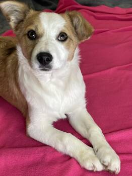 Corgi Dogs Available for Adoption - Jan | PetCurious