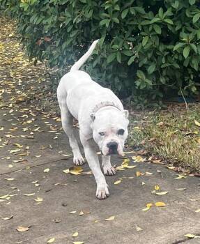 HACHI -  American Staffordshire Terrier Dog for Adoption in San Antonio, Texas - HACHI | PetCurious