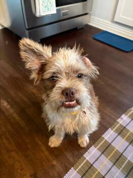 Pinto -  Border Terrier Dog for Adoption in Manhattan Beach, California - Pinto | PetCurious
