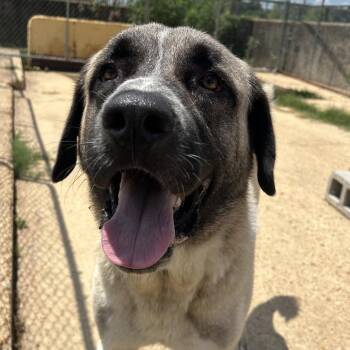 Duke -  Anatolian Shepherd and Mixed Breed Dog for Adoption in West Point, Mississippi - Duke | PetCurious