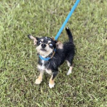 The Dude -  Chihuahua and Terrier Dog for Adoption in Carencro, Louisiana - The Dude | PetCurious