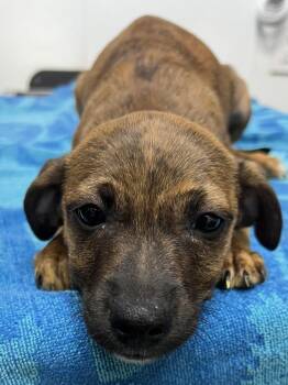 AAD New Arrival! Henrietta - 26154 -  Boxer and Hound Dog for Adoption in Armonk, New York - AAD New Arrival! Henrietta - 26154 | PetCurious