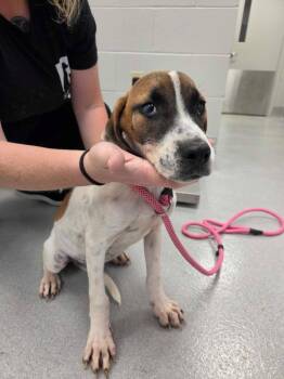 Mr Krabs -  Mixed Breed Dog for Adoption in Chillicothe, Ohio - Mr Krabs | PetCurious