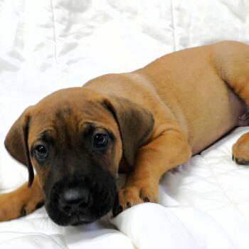 Bart -  Mixed Breed Dog for Adoption in Michigan City, Indiana - Bart | PetCurious