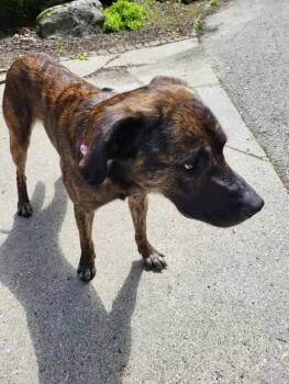 Mixed Breed Dogs Available for Adoption in Wyoming, Michigan - Dozer | PetCurious