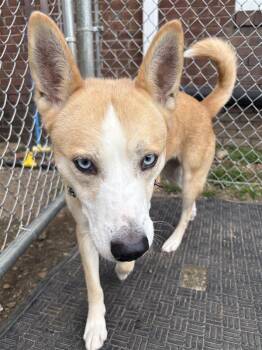 Cupcake -  Australian Cattle Dog Blue Heeler and American Dog for Adoption in New Kensington, Pennsylvania - Cupcake | PetCurious