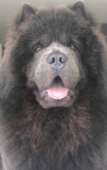 Chow Chow Dogs Available for Adoption in Huntington, New York - Dallas | PetCurious