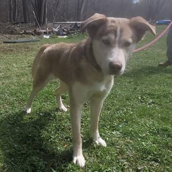 Husky and Catahoula Leopard Dog Dogs Available for Adoption in Oswego, New York - Foxy (Courtesy Post) | PetCurious