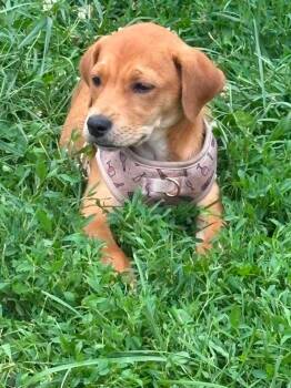 Ella -  Mixed Breed Dog for Adoption in Rockford, Illinois - Ella | PetCurious