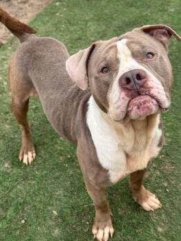 Pit Bull Terrier and Mixed Breed Dogs Available for Adoption - Jed | PetCurious