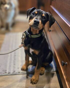 Doberman Pinscher Dogs Available for Adoption in Minneapolis, Minnesota - Theo | PetCurious