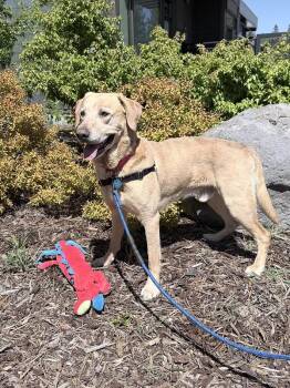 Mixed Breed Dogs Available for Adoption in Truckee, California -  Sunny  | PetCurious