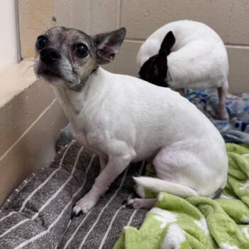 Seven -  Chihuahua Dog for Adoption in Winston-salem, North Carolina - Seven | PetCurious