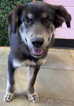 61803554 -  Shepherd and Mixed Breed Dog for Adoption in El Paso, Texas - 61803554 | PetCurious