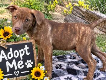 BEAR -  Labrador Retriever Dog for Adoption in Locust Fork, Alabama - BEAR | PetCurious