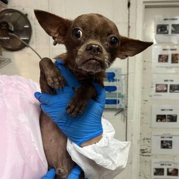 Carl -  Chihuahua Dog for Adoption in Edinburg, Texas - Carl | PetCurious