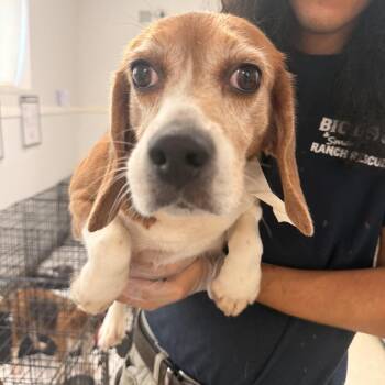 AB16 - 2861 aka Georgia -  Beagle Dog for Adoption in Loxahatchee Groves, Florida - AB16 - 2861 Aka Georgia | PetCurious