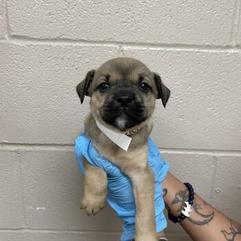 Yelena -  Mastiff and Mixed Breed Dog for Adoption in Birmingham, Alabama - Yelena | PetCurious