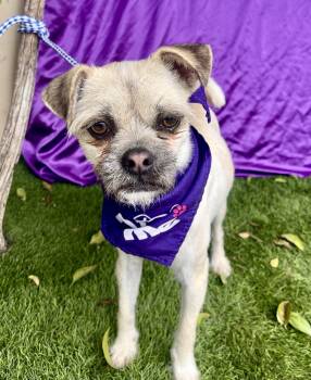 Pug and Terrier Dogs Available for Adoption - Cleo | PetCurious