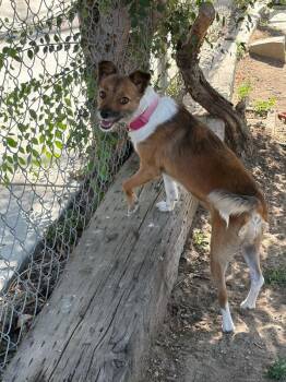 Foxy -  Jack Russell Terrier and Mixed Breed Dog for Adoption in Severance, Colorado - Foxy | PetCurious