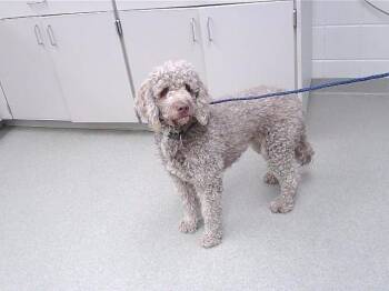 Poodle and Mixed Breed Dogs Available for Adoption - MONTEAL | PetCurious