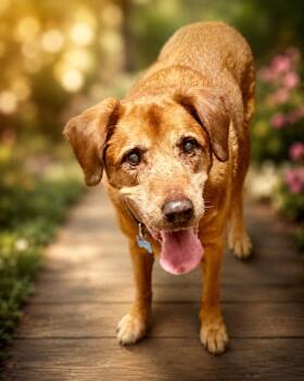 Rusty -  Labrador Retriever Dog for Adoption in Palm Harbor, Florida - Rusty | PetCurious