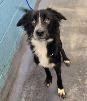Rocky -  Border Collie Dog for Adoption in Sedalia, Colorado - Rocky | PetCurious