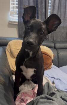 Romeo -  Black Labrador Retriever and Shepherd Dog for Adoption in Arvada, Colorado - Romeo | PetCurious