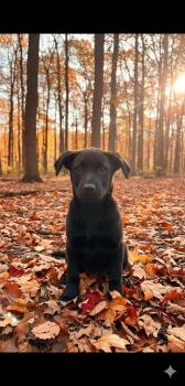 Rescue Labrador Retriever and Black Mouth Cur Dogs for Adoption in Shelby County, Texas - Onyx | PetCurious