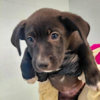 Troy 0540 -  Shepherd and Mixed Breed Dog for Adoption in Loxahatchee Groves, Florida - Troy 0540 | PetCurious