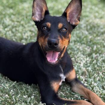 Beau -  Australian Cattle Dog Blue Heeler and Boston Terrier Dog for Adoption in Krum, Texas - Beau | PetCurious
