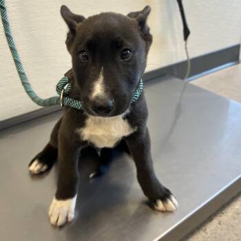Victor -  Mixed Breed Dog for Adoption in Las Cruces, New Mexico - Victor | PetCurious