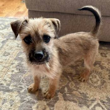 Schnauzer Dogs Available for Adoption in Mead, Colorado - Bruno  | PetCurious