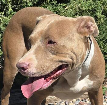 Pretty Ms Pinon - Cuddly Amstaff -  American Staffordshire Terrier Dog for Adoption in North Valley, New Mexico - Pretty Ms Pinon - Cuddly Amstaff | PetCurious