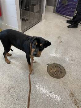 Rottweiler and Mixed Breed Dogs Available for Adoption in Tallahassee, Florida - BREAM | PetCurious