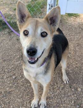 Rescue Siberian Husky Dogs for Adoption in Osage Beach, Missouri - Reecie | PetCurious