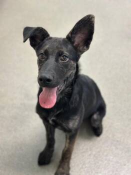 Tex -  German Shepherd Dog Dog for Adoption in Manteca, California - Tex | PetCurious