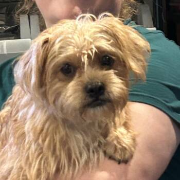 Snug 3 -  Mixed Breed Dog for Adoption in Rockville, Maryland - Snug 3 | PetCurious